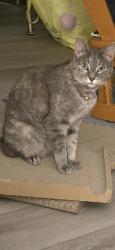 Found/Stray Unknown Cat last seen Spencerport Rd Elmgrove Rd, Gates, NY 14606