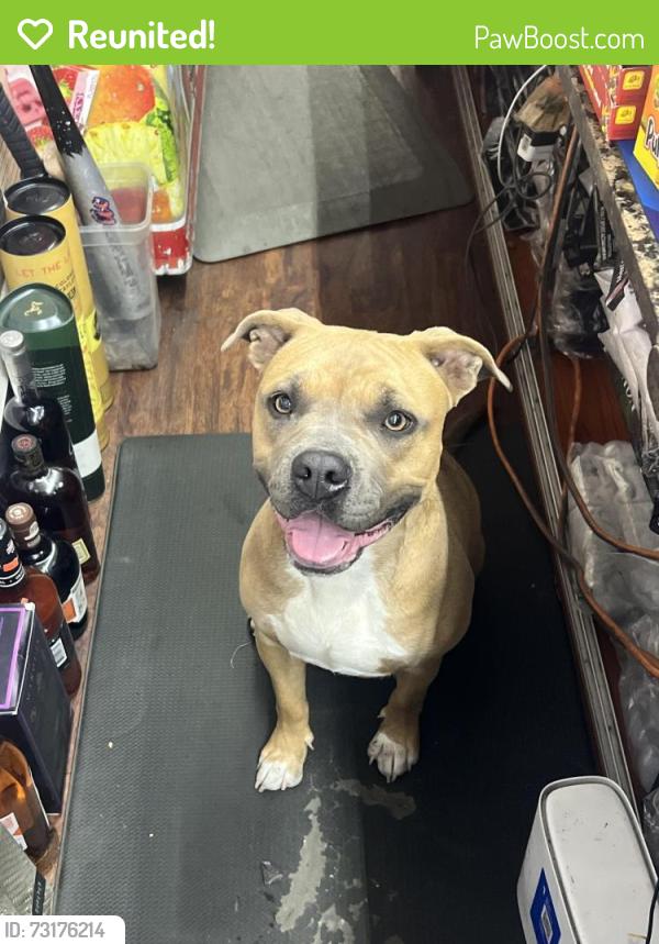 Reunited Female Dog last seen Near 14th ave Oakland ca, Oakland, CA 94606
