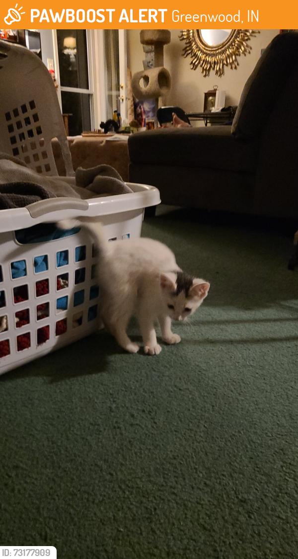 Found/Stray Male Cat last seen Stop 18 & Blue Grass Parkway, Greenwood, IN 46143