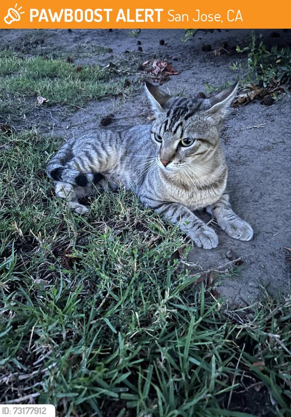 Found/Stray Male Cat last seen San Jose city college, San Jose, CA 95128