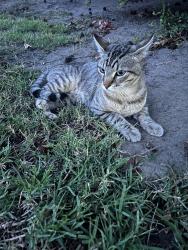 Found/Stray Male Cat last seen San Jose city college, San Jose, CA 95128
