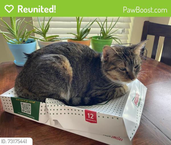 Reunited Female Cat last seen Windy Stone Dr, Harris County, TX 77449