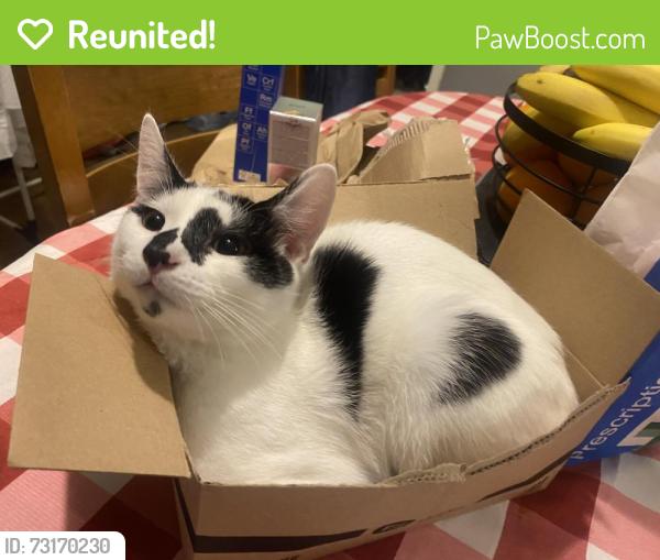 Reunited Male Cat last seen B21 Handsworth, Handsworth, England 