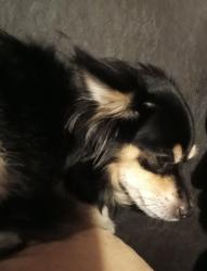 Lost Female Dog last seen Gentlemen Rd and Hillcrest, Balcones Heights, TX 78201