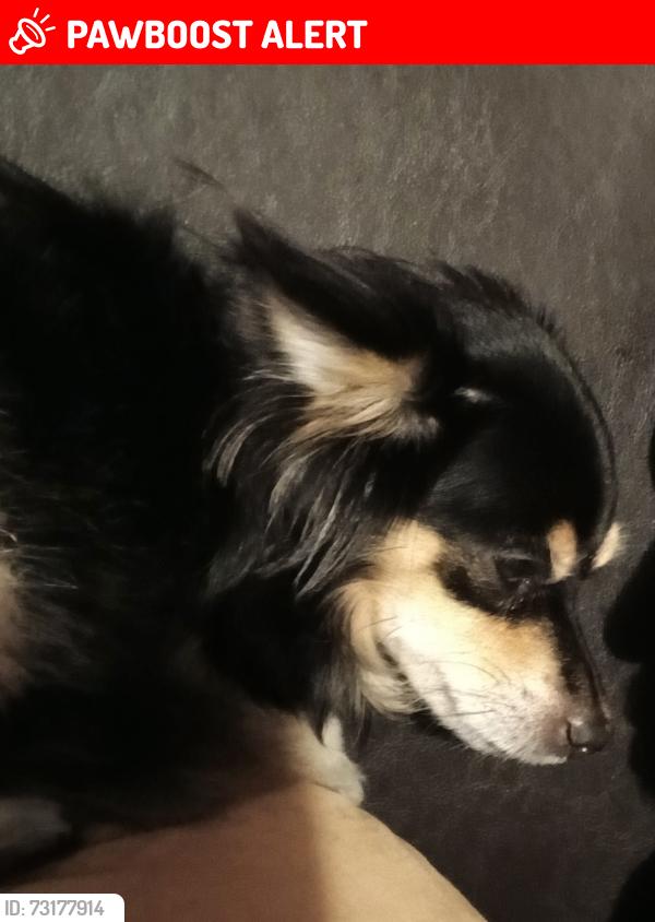 Lost Female Dog last seen Gentlemen Rd and Hillcrest, Balcones Heights, TX 78201