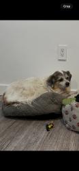 Reunited Male Dog last seen Los Angeles, CA 90062, USA, Los Angeles, CA 90062