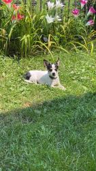 Lost Female Dog last seen Youth fellowship church, Richmond, IN 47374