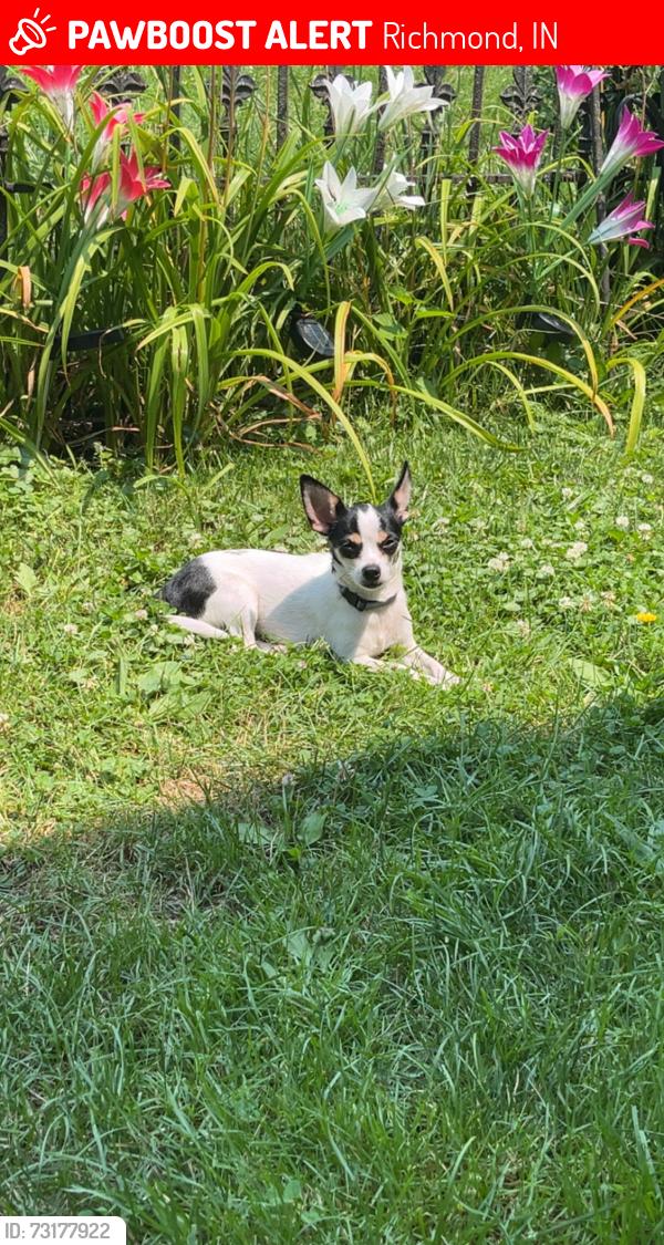 Lost Female Dog last seen Youth fellowship church, Richmond, IN 47374