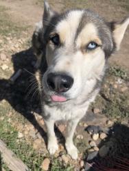 Lost Male Dog last seen 5th and Elmira, Aurora, CO 80010