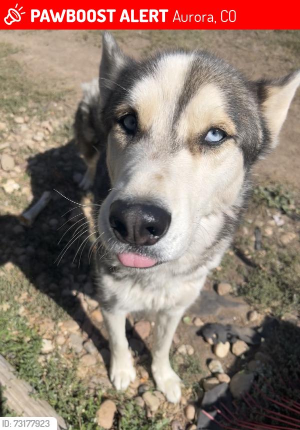 Lost Male Dog last seen 5th and Elmira, Aurora, CO 80010