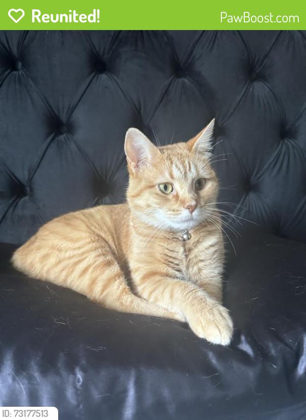 Reunited Female Cat last seen Near Stanley St in Greenfield Pittsburgh Pa, Pittsburgh, PA 15207