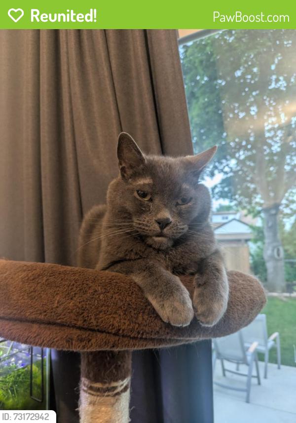 Reunited Male Cat last seen Lawrence and Erin Avenue, Hamilton, ON L8K 2A7