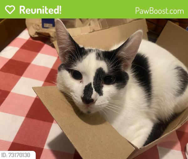 Reunited Male Cat last seen Uplands Road, West Midlands, England B21