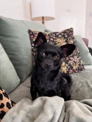 Reunited Female Dog last seen 31st and Clinton, Richmond, CA 94804