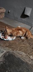 Found/Stray Unknown Cat last seen Adam's & Bushard, Huntington Beach, CA 92648