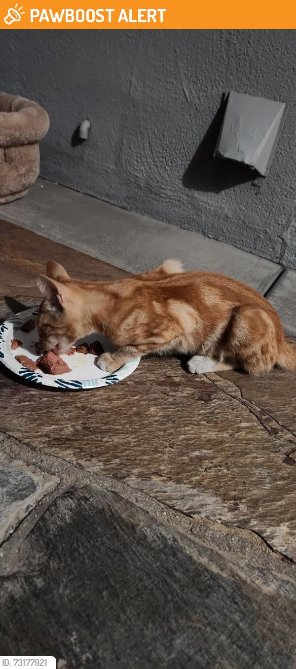 Found/Stray Unknown Cat last seen Adam's & Bushard, Huntington Beach, CA 92648