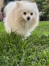 Lost Male Dog last seen Valley blvd La Puente CA USA, City of Industry, CA 91746