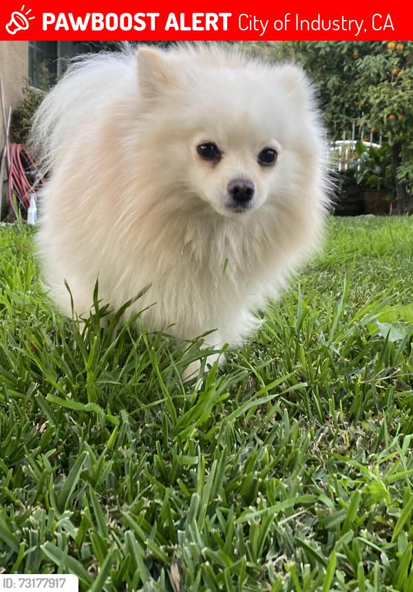 Lost Male Dog last seen Valley blvd La Puente CA USA, City of Industry, CA 91746