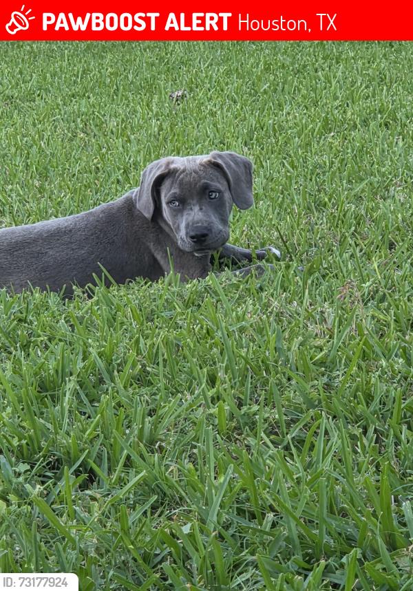Lost Male Dog last seen Near Brumbley St, Houston, TX 77012