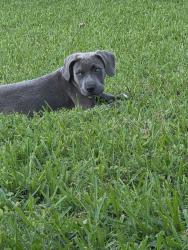 Lost Male Dog last seen Near Brumbley St, Houston, TX 77012