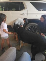 Reunited Female Dog last seen Joshua/Caughlin Phelan ca, Phelan, CA 92371