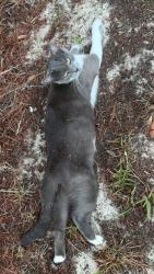Lost Female Cat last seen N Farmwood Ave Dunnellon Fl, West Woodlawn street Dunnellon Fl, Citrus County, FL 34433