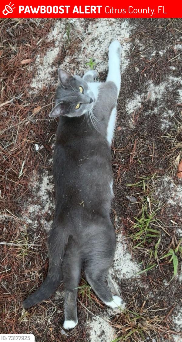 Lost Female Cat last seen N Farmwood Ave Dunnellon Fl, West Woodlawn street Dunnellon Fl, Citrus County, FL 34433