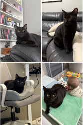 Lost Male Cat last seen Matlock and Bardin, Arlington, TX 76018