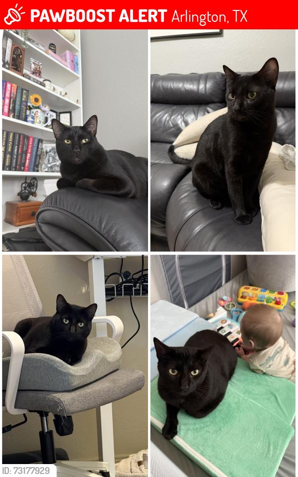 Lost Male Cat last seen Matlock and Bardin, Arlington, TX 76018