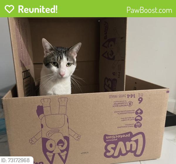 Reunited Male Cat last seen Sheridan, Paterson, NJ 07502