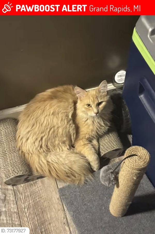Lost Female Cat last seen buchanan and 32nd st, Grand Rapids, MI 49548