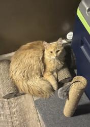 Lost Female Cat last seen buchanan and 32nd st, Grand Rapids, MI 49548