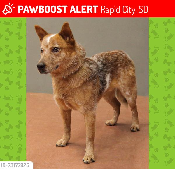 Lost Male Dog last seen Hawthorn, Rapid City, SD 57701