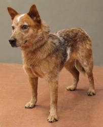 Lost Male Dog last seen Hawthorn, Rapid City, SD 57701