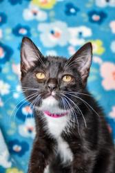 Shelter Stray Female Cat last seen Near Blk s 9th St, City of Yakima, WA, 2405 W Birchfield Rd, Yakima, WA 98901, USA