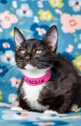 Shelter Stray Female Cat last seen Near Blk s 9th St, City of Yakima, WA, 2405 W Birchfield Rd, Yakima, WA 98901, USA