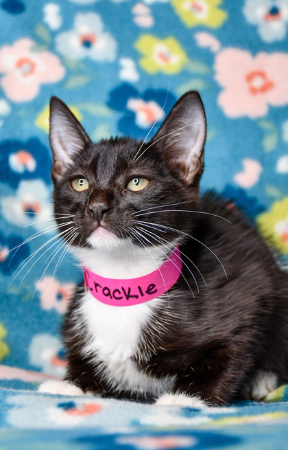 Shelter Stray Female Cat last seen Near Blk s 9th St, City of Yakima, WA, 2405 W Birchfield Rd, Yakima, WA 98901, USA