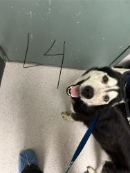 Shelter Stray Female Dog last seen longfellow ave, Oakland,, 1101 29th Ave, Oakland, CA 94601, USA
