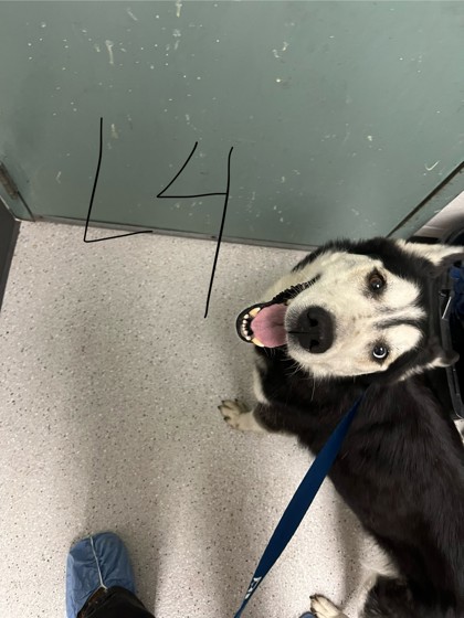 Shelter Stray Female Dog last seen longfellow ave, Oakland,, 1101 29th Ave, Oakland, CA 94601, USA