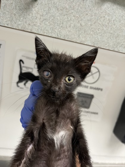 Shelter Stray Female Cat last seen , , CA, 1101 29th Ave, Oakland, CA 94601, USA
