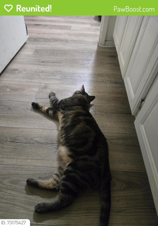 Reunited Male Cat last seen 22nd & Craycroft, Tucson, AZ 85711