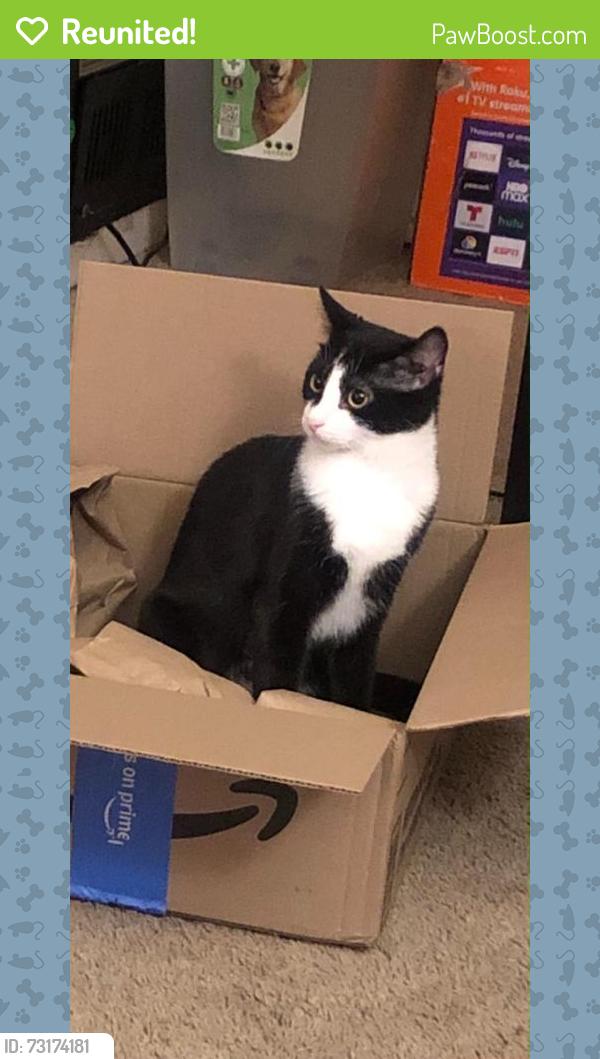 Reunited Female Cat last seen Finn apmts hazelwood mo 63042, Hazelwood, MO 63042