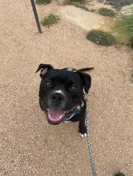 Lost Male Dog last seen 2nd st and bridge, Albuquerque, NM 87102