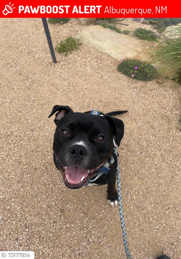 Lost Male Dog last seen 2nd st and bridge, Albuquerque, NM 87102