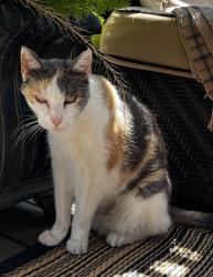 Reunited Female Cat last seen Main and palmyra, Orange, CA 92868
