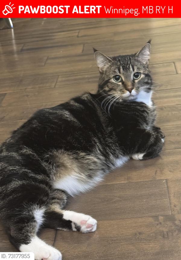 Lost Male Cat last seen Near Hawkstone street, Winnipeg, MB R3Y 0H6