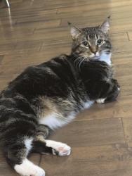 Lost Male Cat last seen Near Hawkstone street, Winnipeg, MB R3Y 0H6