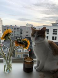 Reunited Female Cat last seen Roosevelt Ave & Sherman St, Tacoma, WA 98404