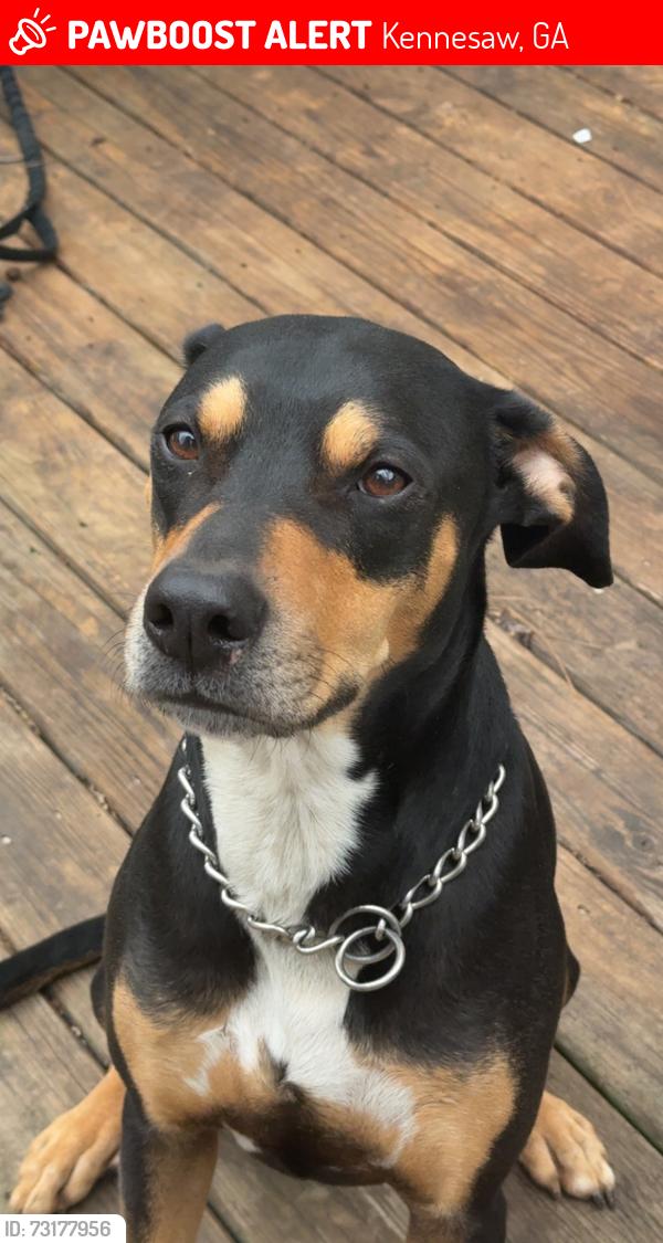 Lost Male Dog last seen In the Kennesaw Springs neighborhood near Kennesaw Elementary, Kennesaw, GA 30144