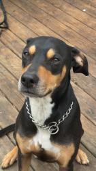 Lost Male Dog last seen In the Kennesaw Springs neighborhood near Kennesaw Elementary, Kennesaw, GA 30144